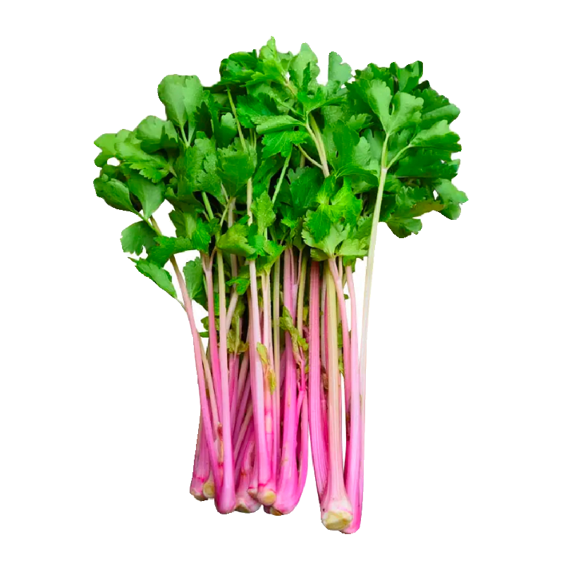 荷兰红香芹菜秧苗营养丰富四季小香芹皇后西芹种子四季春秋蔬菜苗