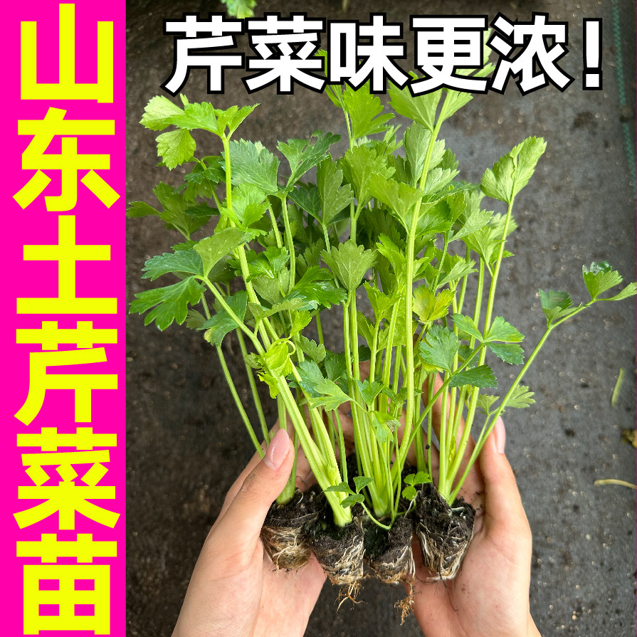 山东寿光山东土芹菜苗秧苗带土球四季阳台盆栽西芹红芹根芹种子,淘宝优惠券,粉丝福利购,淘宝优惠卷
