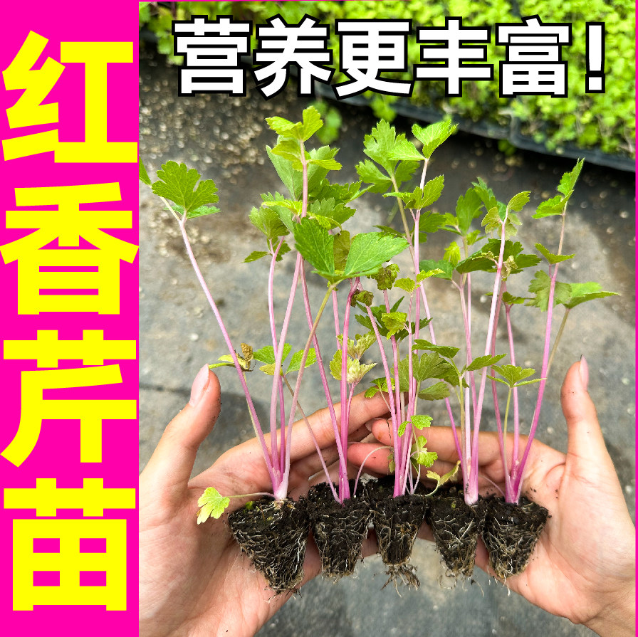 荷兰红香芹菜秧苗营养丰富四季小香芹皇后西芹种子四季春秋蔬菜苗