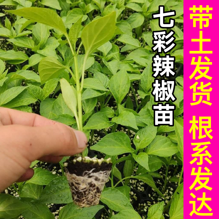 观赏食用七彩五彩多彩小辣椒苗秧苗四季阳台盆栽蔬菜种子根系发达 - 图1