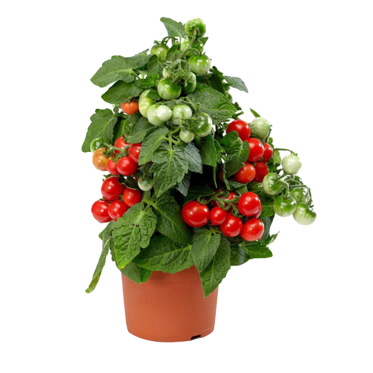 山东寿光三色红黄黑矮生小番茄苗秧苗幼苗阳台盆栽小圣女果种子籽,淘宝优惠券,粉丝福利购,淘宝优惠卷