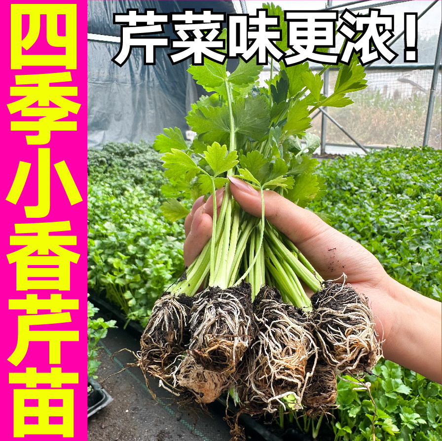 脆嫩四季小香芹菜秧苗幼苗速生带土球味浓鲜美红芹根芹种子阳台籽