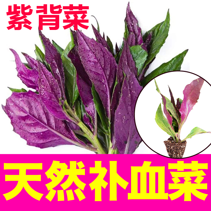 天然补血菜紫背天葵菜苗秧苗盆栽阳台蔬菜野生血皮菜观音菜四季苗