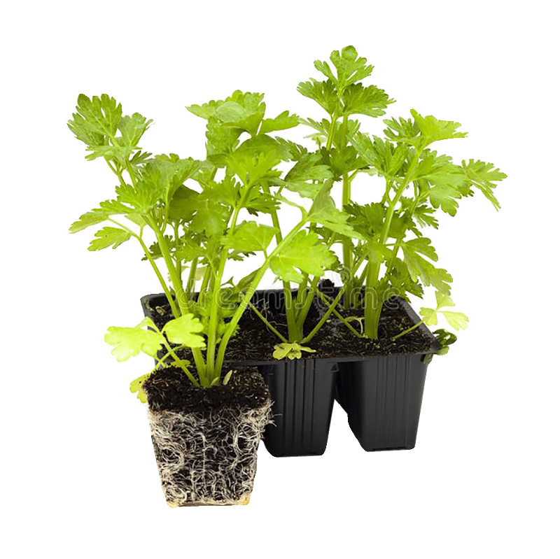 脆嫩四季小香芹菜秧苗幼苗速生带土球味浓鲜美红芹根芹种子阳台籽