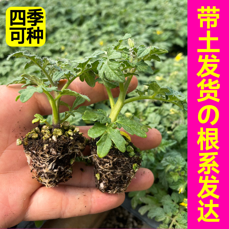 山东寿光三色红黄黑矮生小番茄苗秧苗幼苗阳台盆栽小圣女果种子籽,淘宝优惠券,粉丝福利购,淘宝优惠卷