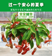 насекомоядное растение 猪笼草植物盆栽垂吊食虫草捕蝇草吊兰驱蚊绿植创意送礼趣味花卉