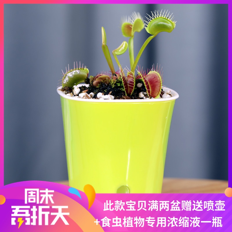 超大食人花食虫草捕蝇草盆栽捕虫草捕蚊草食蝇 超大食人花食虫草捕蝇草盆栽捕虫草捕蚊草食蝇