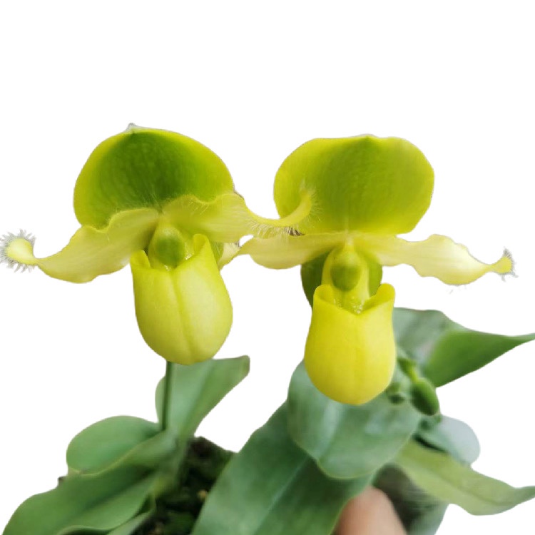 赤野集兰花 兜兰属 原种 报春 实生苗 Paphiopedilum primulinum - 图3