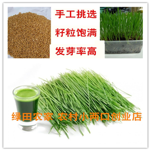 今年山东农家新小麦粒做小麦酱煮粥麦芽糖山东带麸皮小麦包邮 - 图0