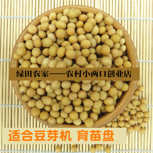 非转基因黄豆发豆芽专用黄豆打豆浆芽豆芽苗菜中小粒做纳豆 5斤装 - 图3