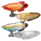 Simulated ocean model freshwater fish silver arowana red arowana