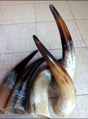 特价天然非洲牛角架摆设