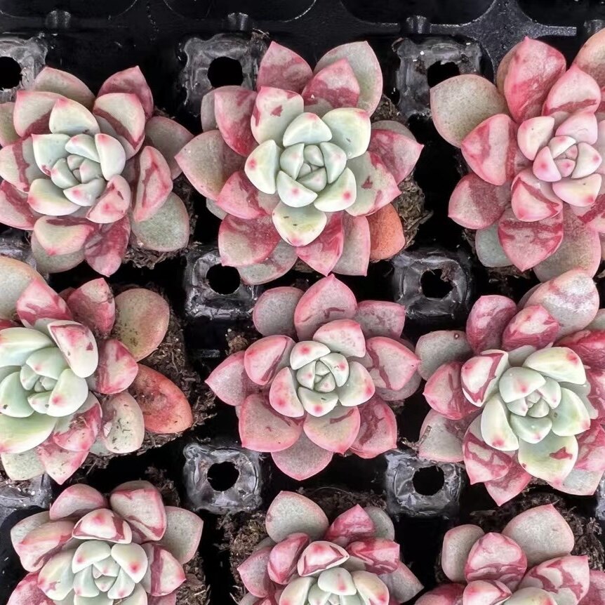 雪燕多肉 血燕 趣味多肉血滴子  稀有 带血斑暗纹 全场19包邮阳台