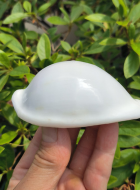 天然稀有白色玉兔螺海兔螺