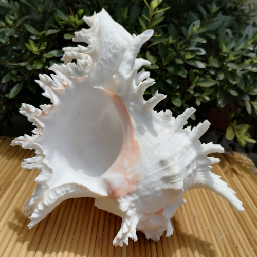 超大听大海声音天然海螺贝壳麒麟螺千手螺水族鱼缸造景家居装饰 - 图1