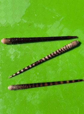 天然海螺贝壳海胆刺海葵枝