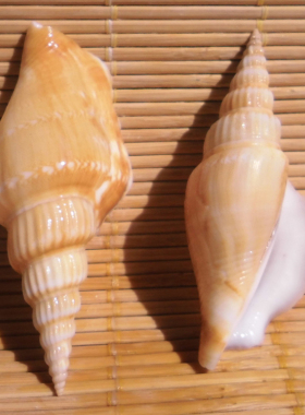 斧头竹笋水族地台墙饰海螺贝壳