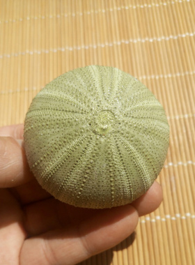 天然海螺贝壳橱窗设计装饰