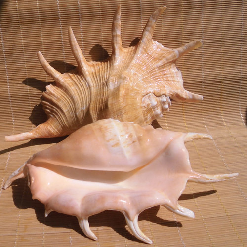 天然海螺贝壳超大蜘蛛螺七角螺爪子螺地中海家居摆件水族鱼缸造景 - 图2