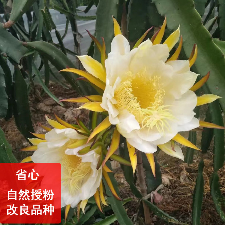 新品种燕窝火龙果苗无刺黄龙白肉红肉嫁接苗当年结果火龙果盆栽,淘宝优惠券,粉丝福利购,淘宝优惠卷