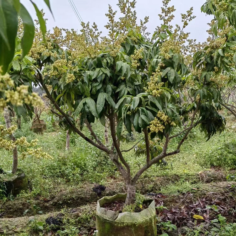 荔枝大树苗妃子笑桂味荔枝树桩带土带叶庭院种植无核荔枝矮化苗糯-图1