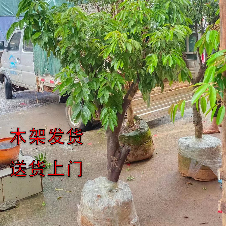 荔枝大树苗妃子笑桂味荔枝树桩带土带叶庭院种植无核荔枝矮化苗糯-图0