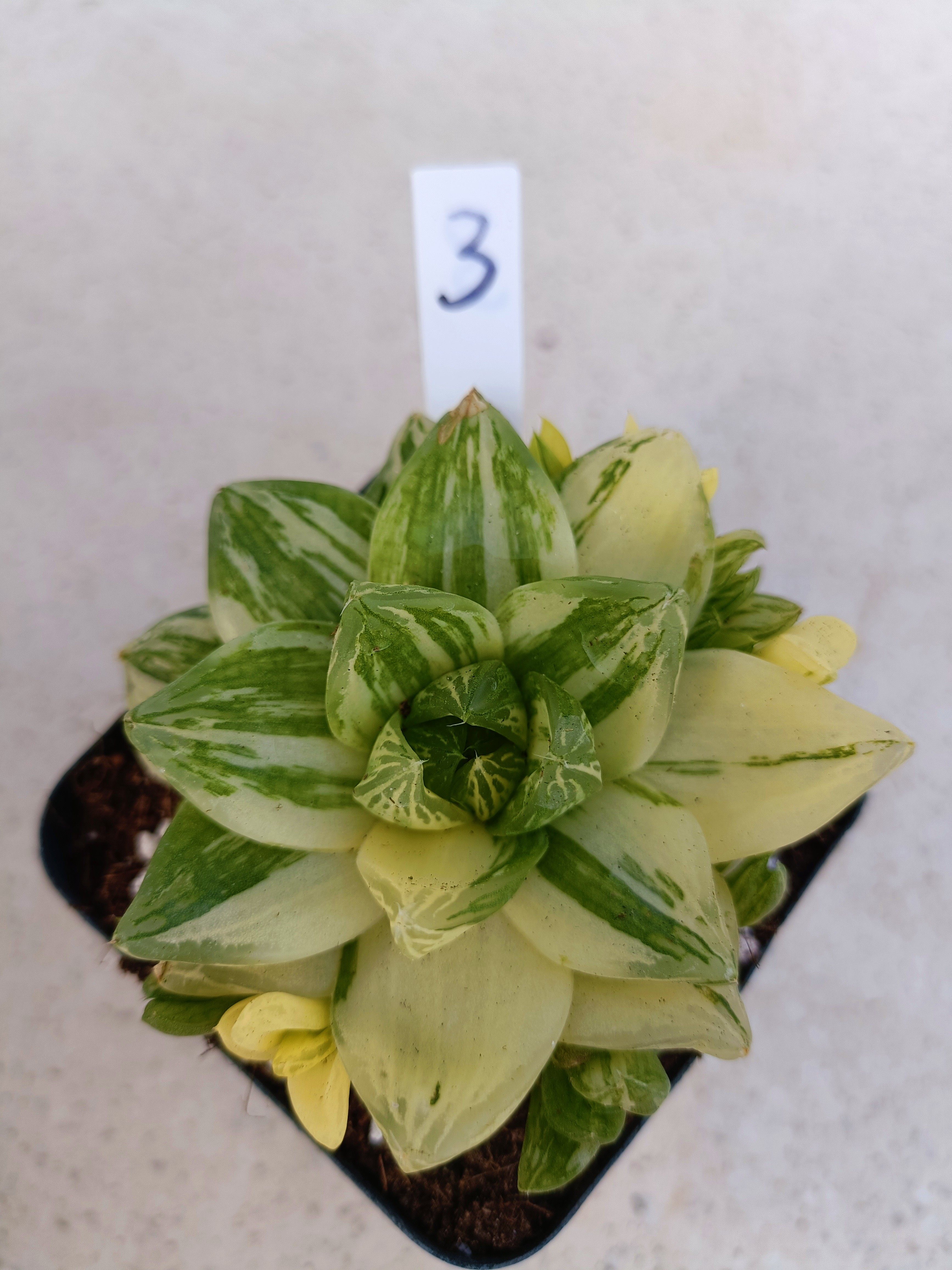 京之华锦.玉露锦多肉植物.防辐射高颜值盆栽.一物一拍