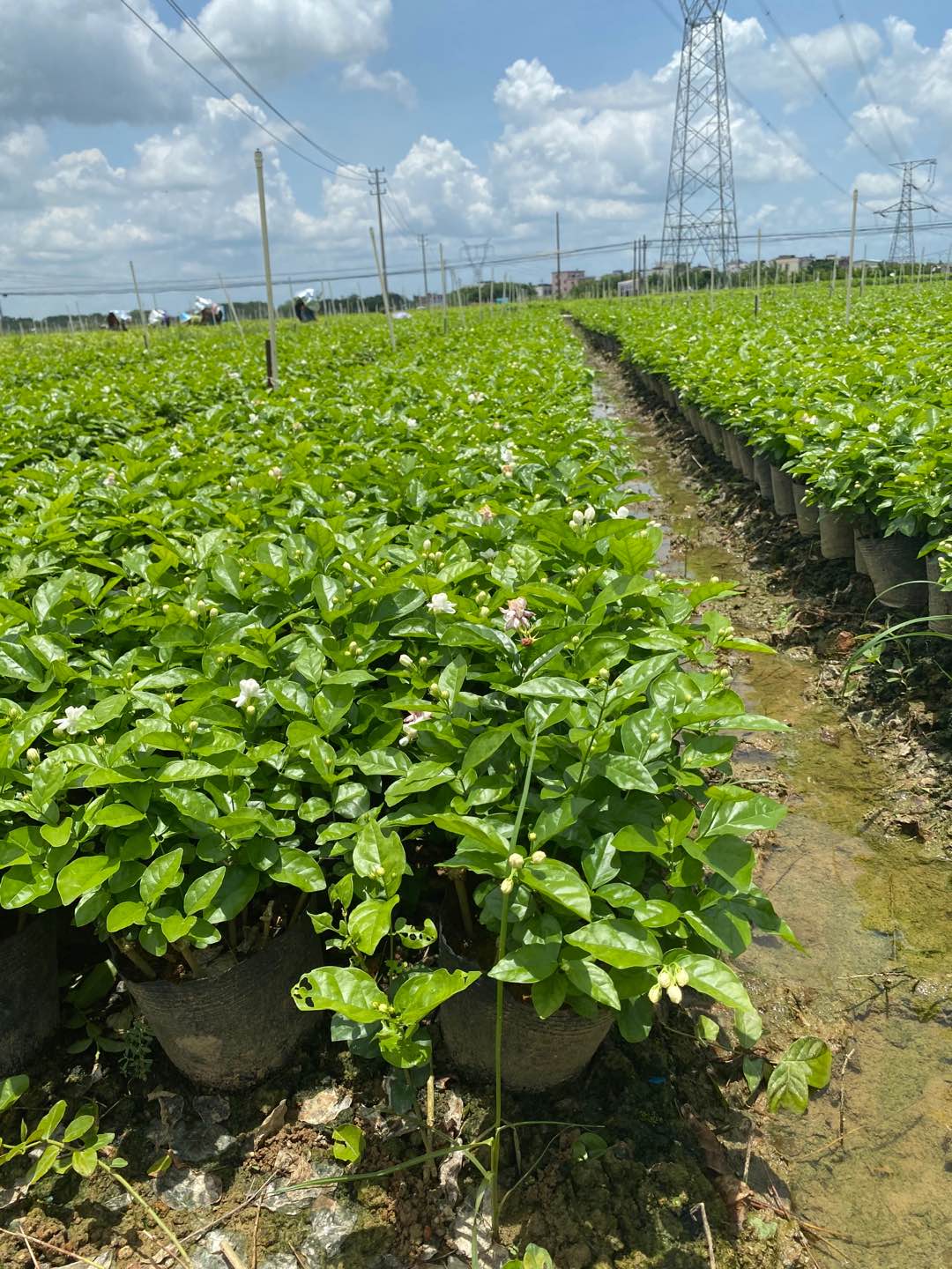 横县重瓣茉莉花盆栽老桩好养活木本植物盆栽花卉一物一拍 - 图2