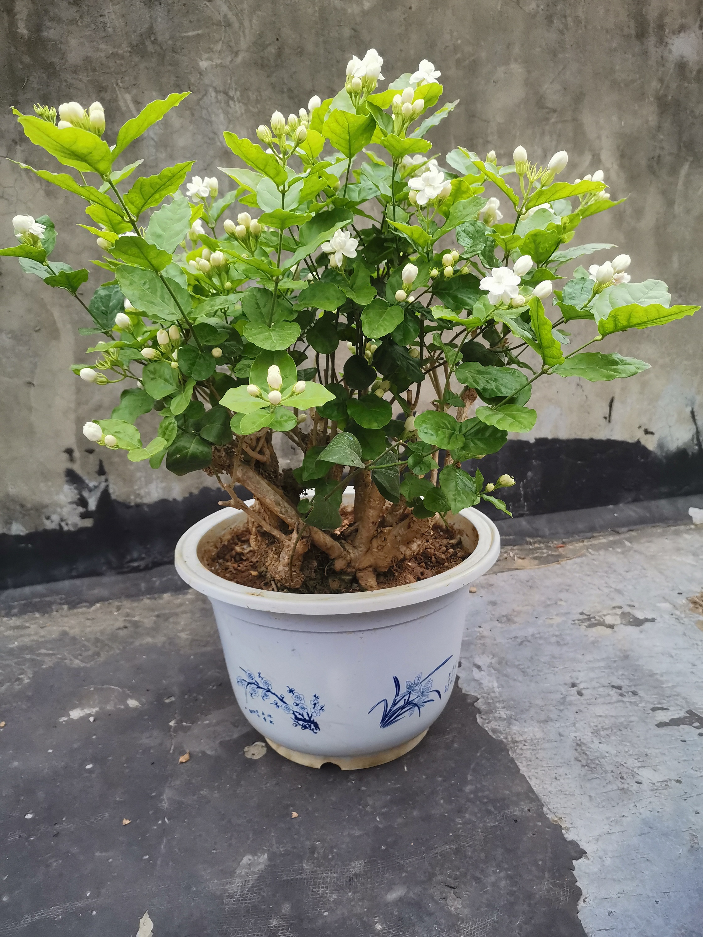 横县重瓣茉莉花盆栽老桩好养活木本植物盆栽花卉一物一拍 - 图0