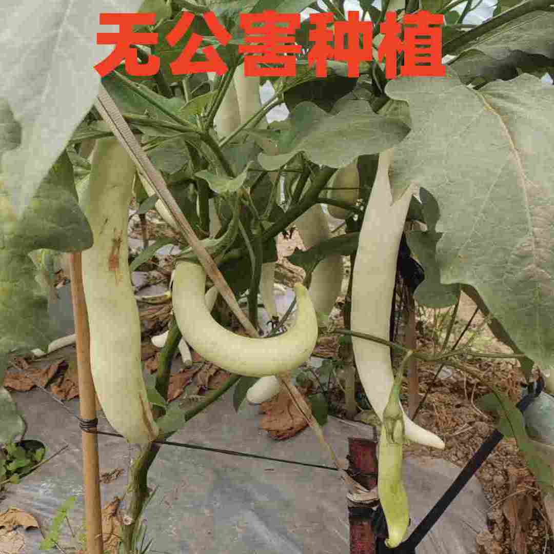 潮汕自家种植特产白茄子糯香果蔬农家自种新鲜现摘现发当季象牙茄-图1