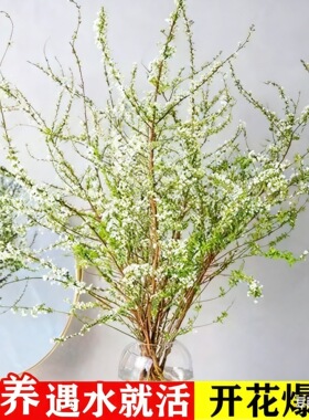 桃花枝遇水开花新鲜桃树枝护身