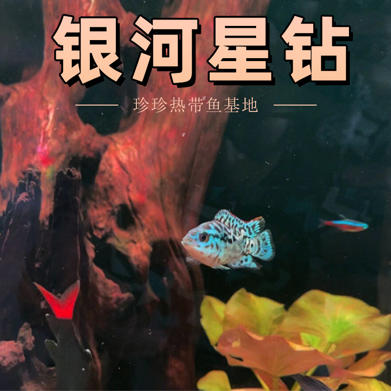 银河星钻鱼珍珠蝴蝶银河三湖慈鲷鱼热带淡水观赏鱼新手好养活体鱼 - 图1