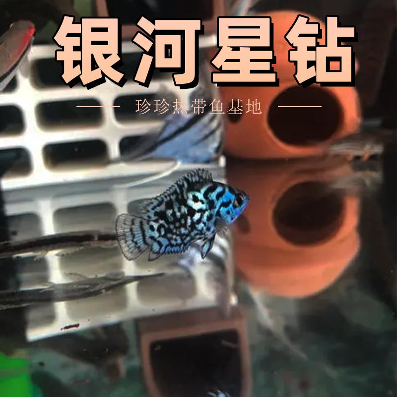 银河星钻鱼珍珠蝴蝶银河三湖慈鲷鱼热带淡水观赏鱼新手好养活体鱼 - 图0