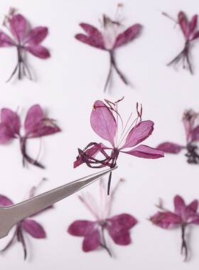 山桃草真干花植物标本热卖品