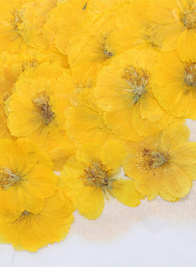森林美人硫华菊波斯菊干花押花