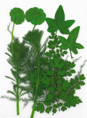 叶子组合文竹干花压花唐松草常青藤小寿松铜钱叶DIY手工滴胶相框