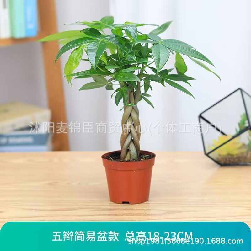 辫子发财树盆栽绿植室内花卉绿植办公好养客厅四季常青招财树盆景 - 图0