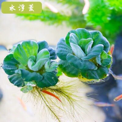 芙蓉莲水芙蓉水培水生植物大藻水莲水草浮萍净化水质鱼虾龟缸造景 - 图2