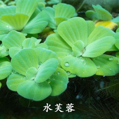 鱼缸浮萍水草活体植物四季浮性除no3净化水质微景观水族箱造景 虎窝淘