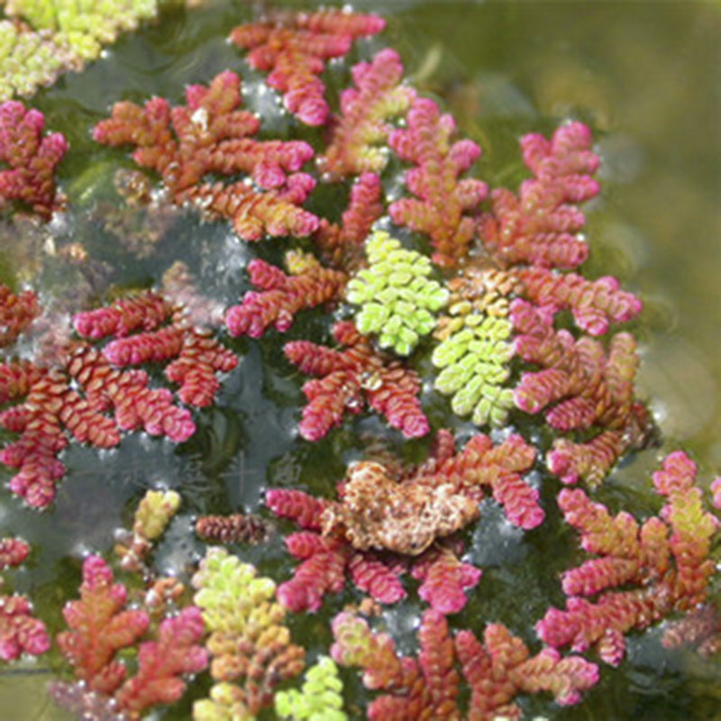 满江红珊瑚萍浮萍细绿萍红萍绿萍水生植物净化水质鱼虾浮性水草-图0