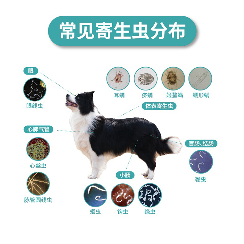 海乐旺狗狗驱虫药体内成犬幼犬体外专用体内外一体耳螨蜱虫喜倍安-图3