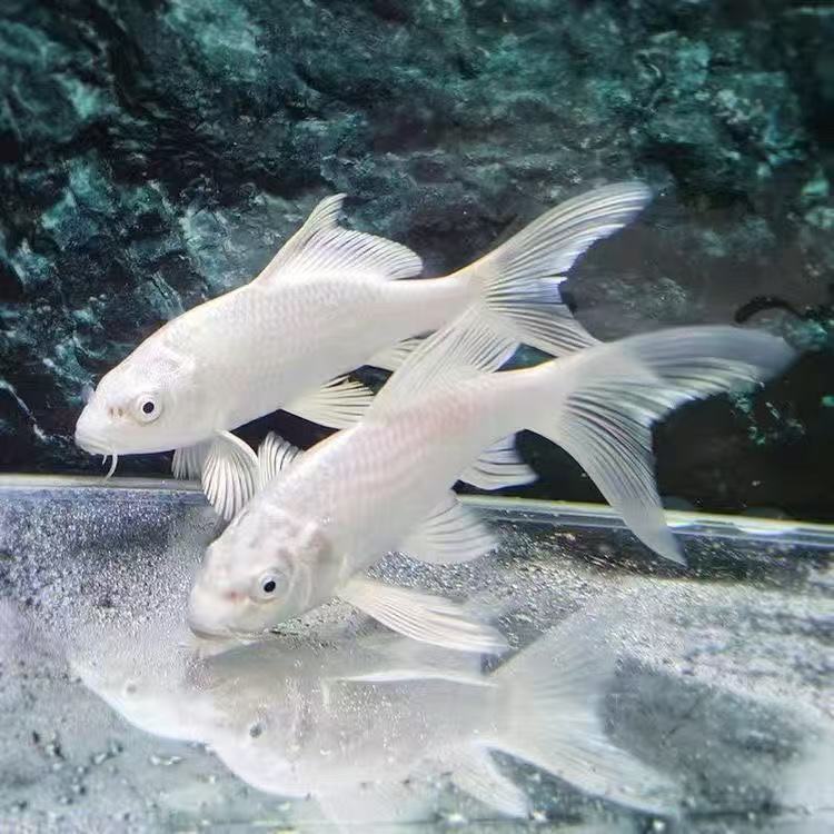 冷水淡水观赏鱼锦鲤锦鲫草金黑白黄红好养耐活金鱼包活包邮活体鱼 - 图3