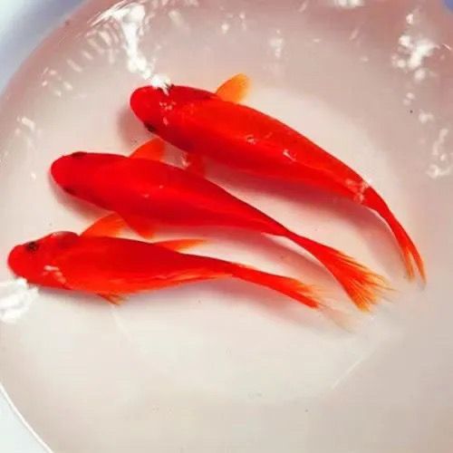 冷水淡水观赏鱼锦鲤锦鲫草金黑白黄红好养耐活金鱼包活包邮活体鱼 - 图2