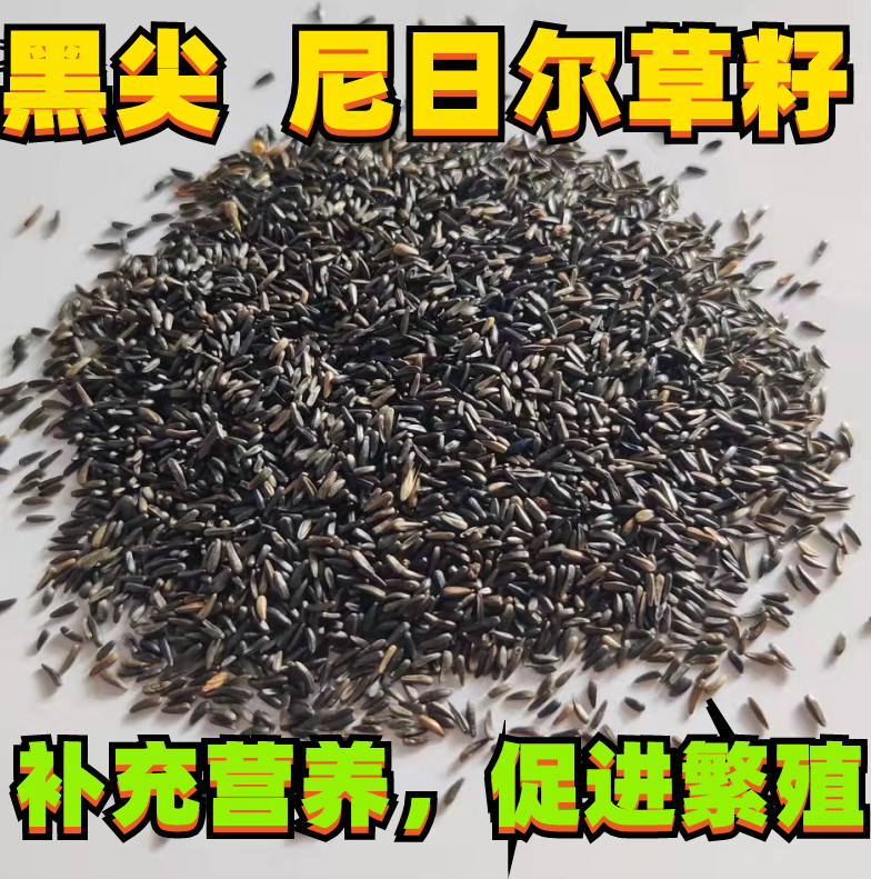 黑尖鸟食尼日尔草籽 玉鸟芙蓉鸟金青大金黄麻料鸟粮鸟饲料 - 图0