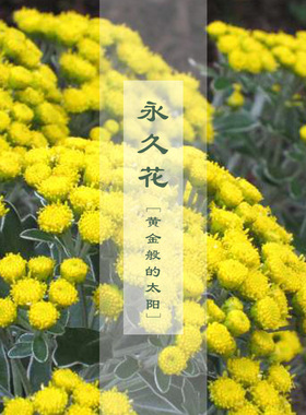 有机永久花单方纯精油改善黑眼圈