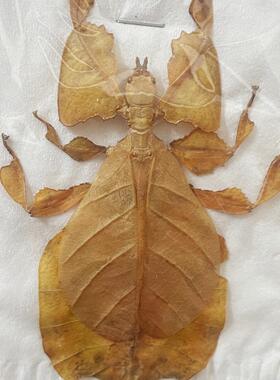 印尼爪哇三色叶䗛巨叶脩Pulchriphyllium pulchrifollium叶子标本