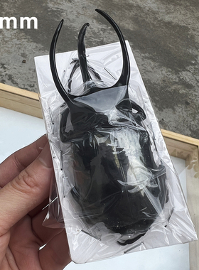 独角仙南洋大兜虫标本战神海神CC CA亚种昆虫标本真虫甲虫锹蝴蝶