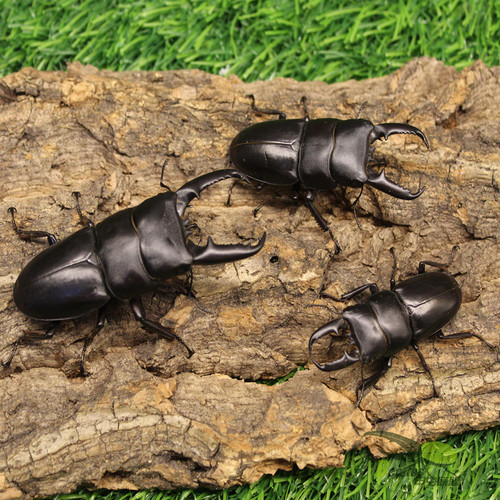 中国华大扁锹甲虫宠物活体成虫锹形虫昆虫独角仙长戟毛象大兜虫 - 图3