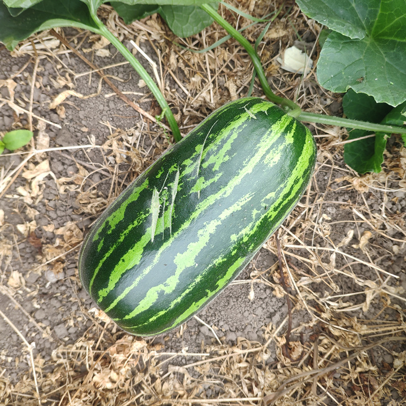 苏北农家新鲜瓜果花皮菜瓜水瓜烧瓜梢瓜黑皮无糖脆瓜凉拌现摘现发 - 图2