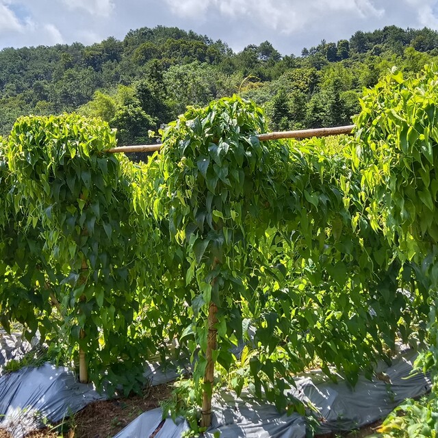 Small-leaf yam yam seeds, large-leaf yam purple yam seeds, edible farm vegetables for planting